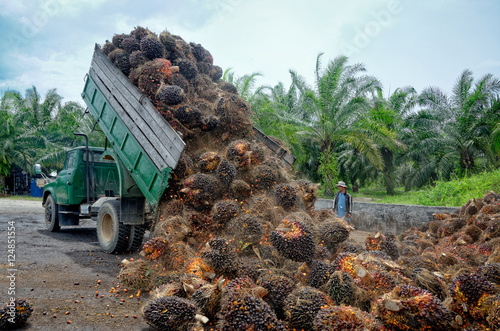 Oil palm plantation worker unloads a truck. photo