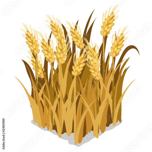 Planting and cultivation of wheat. Vector isolated