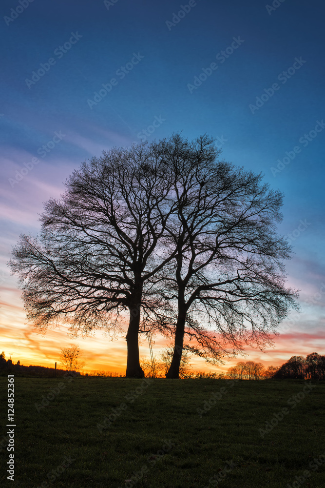 Fototapeta premium Baum im Sonnenlicht