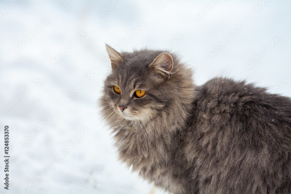 Siberian cat walking in snow