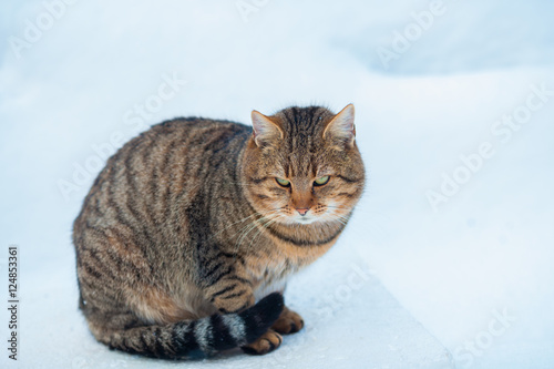 Portrait of gray adult cat walking on the snow outdoor