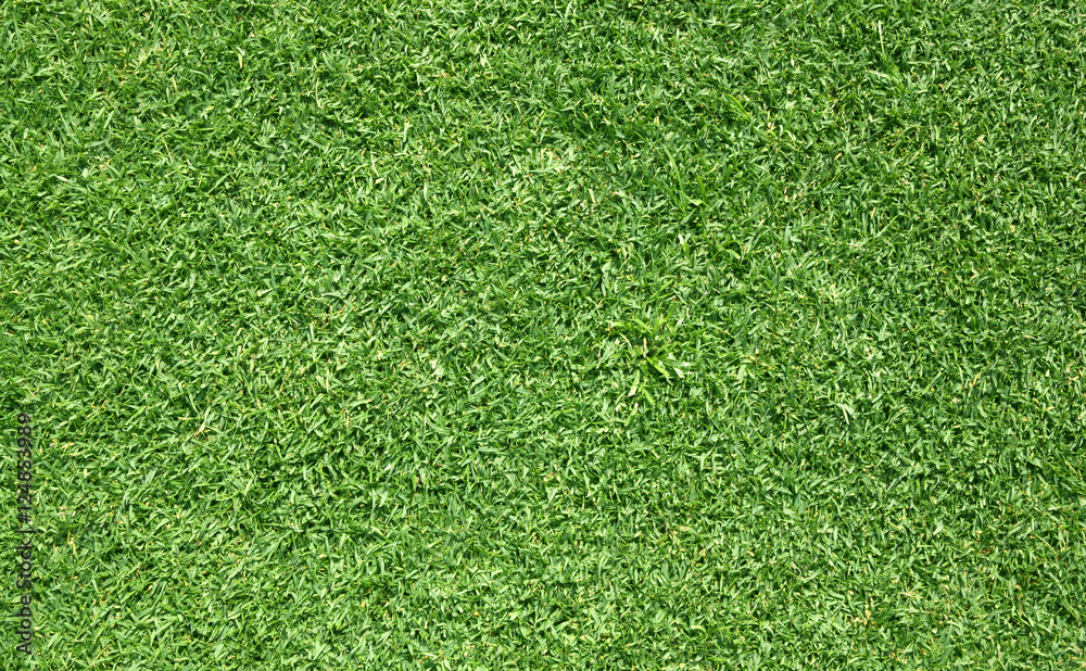 Fototapeta premium Golf Courses green lawn
