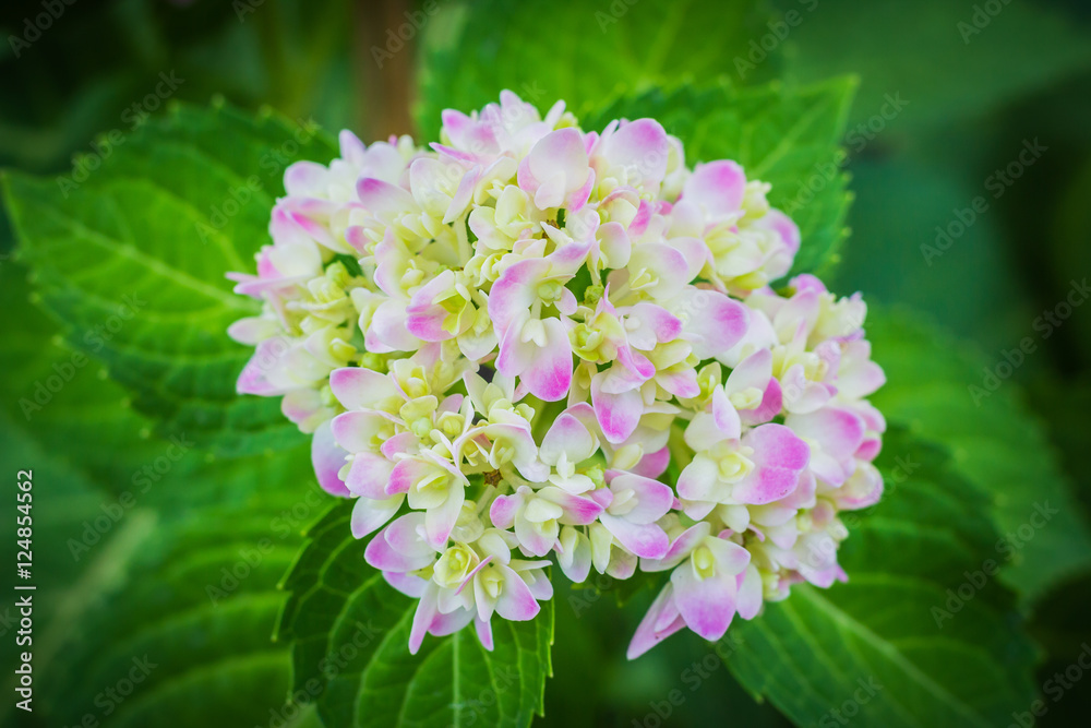 Beautiful pink hydrangea flower in the garden. Beautiful pink hydrangea flower in the garden.
