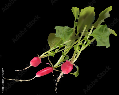 bunch of garden radish isolated on black