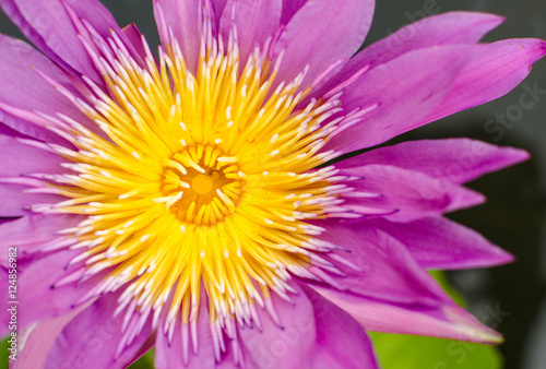 Pollen of lotus