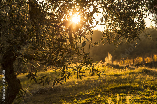 Tuscany countryside Italy Olive tree and sun