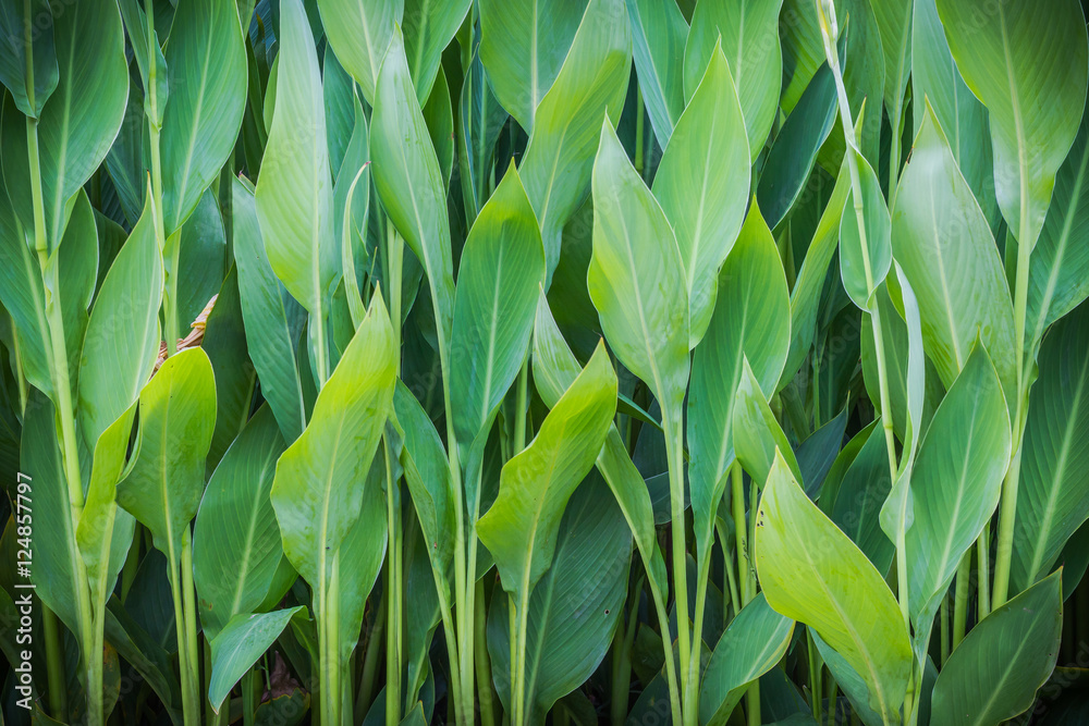 Nature green leaf background in the garden.