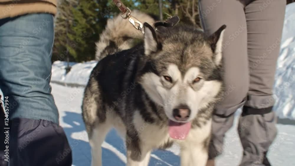 Adorable husky walking with lead held by his owner on snowy road Adorable husky walking with lead held by his owner on snowy road