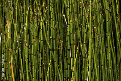 Equisetum hyemale, commonly known as rough horsetail, scouring rush, and in South Africa as snake grass
