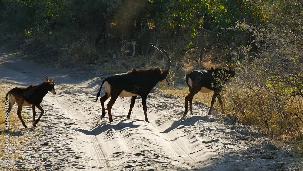 Elusive Sable Antelope