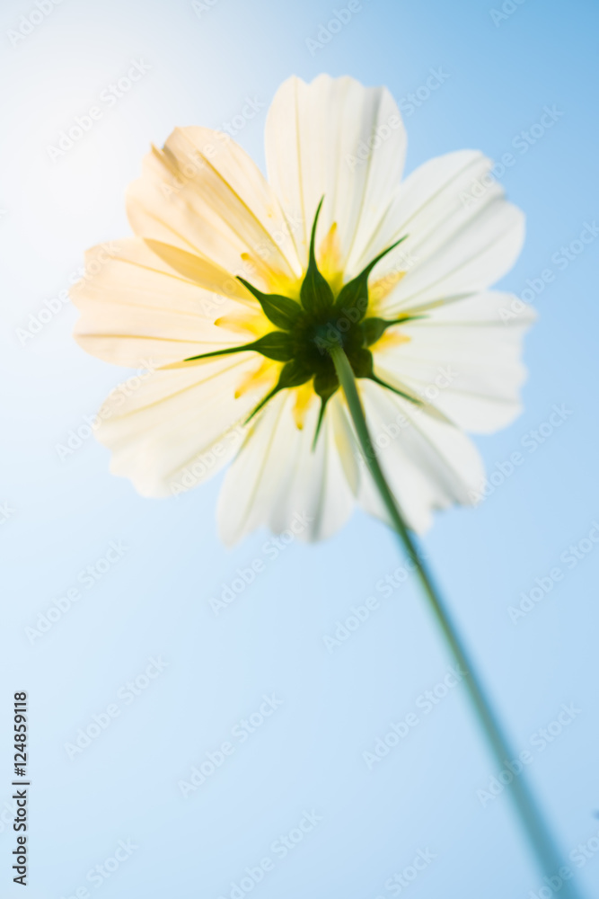 white isolated cosmos flower shooting from the bottom side with vintage color tone white isolated cosmos flower shooting from the bottom side with vintage color tone