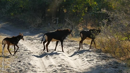 Elusive Sable Antelope