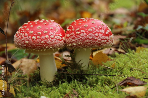 Pilze - Fliegenpilze im Moos - Zwei giftige rote Pilze als Pärchen