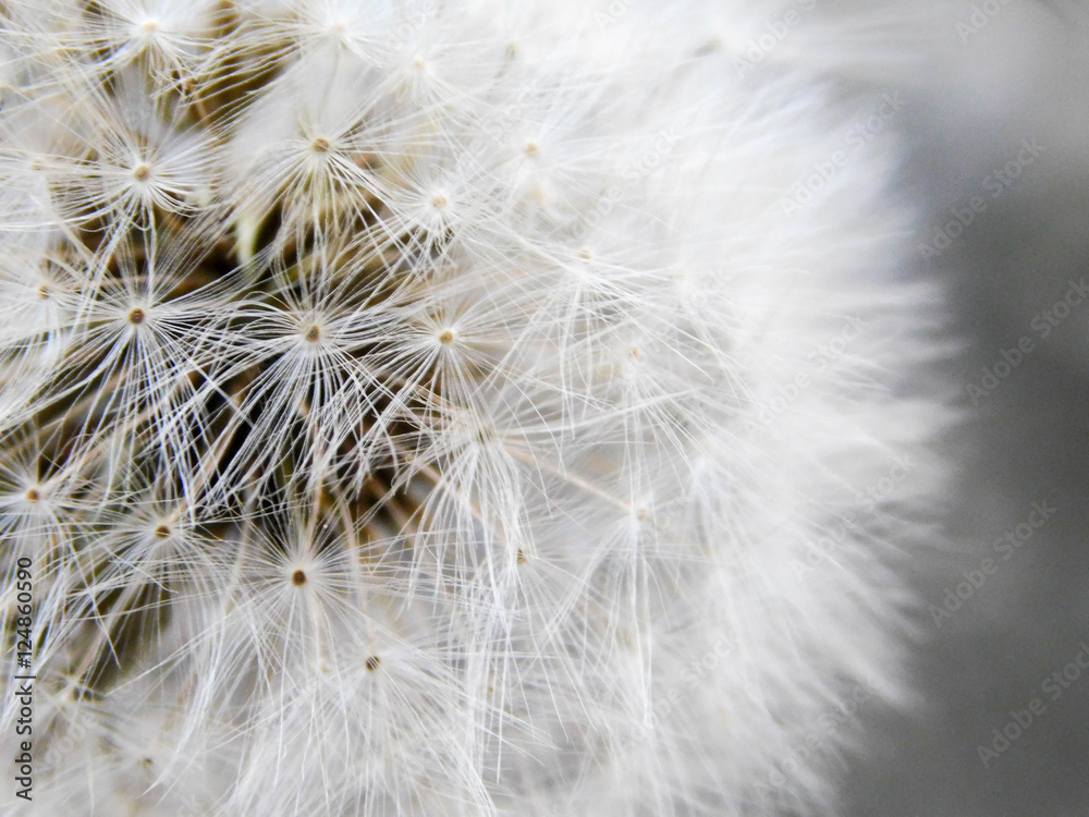 Fototapeta premium Dandelion macro