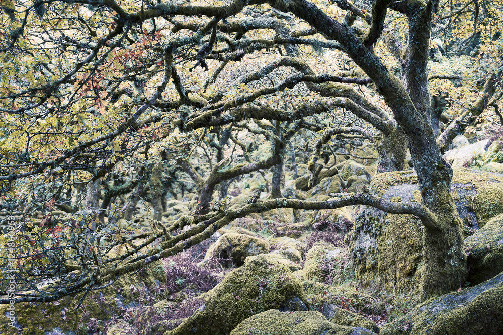 Fototapeta premium Spooky forest background with stunted, moss-covered trees and rocks
