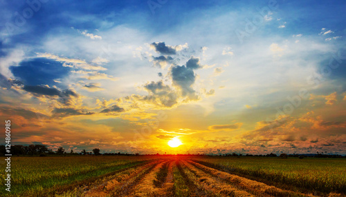 Green rice field with sunset sky in Thailand photo
