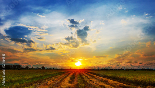 Photos Green rice field with sunset sky in Thailand