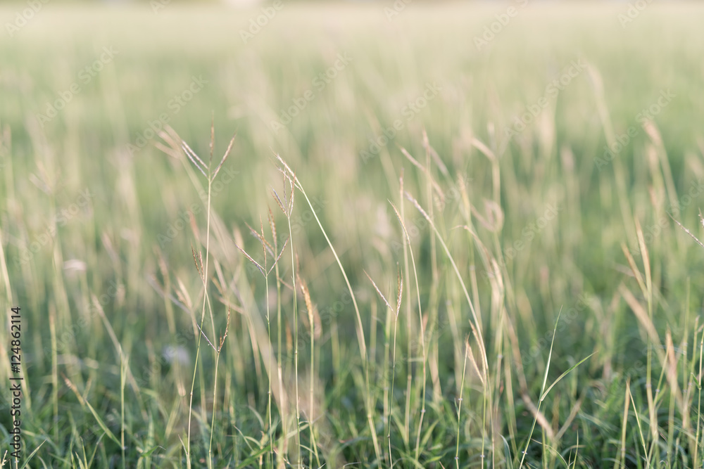background by the fresh grass. background by the fresh grass.