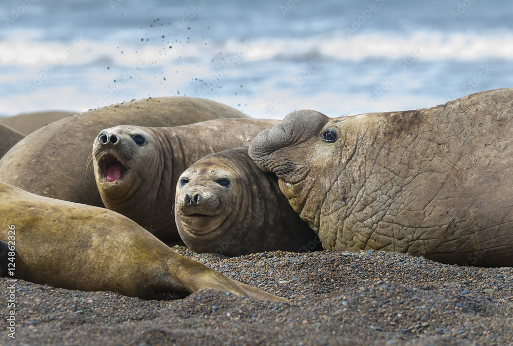 South Atlantic Elephant Seal South Atlantic Elephant Seal