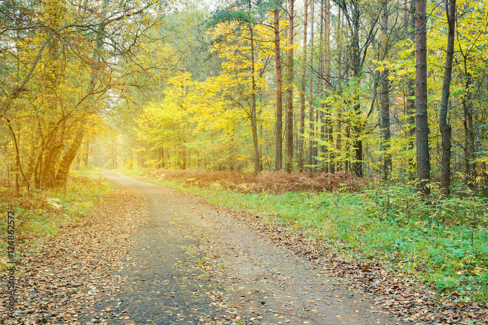 Obraz premium Beautiful autumn forest.