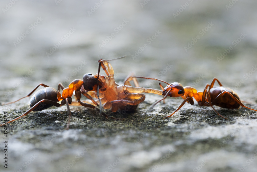Große Waldameisen mit Spinne Große Waldameisen mit Spinne