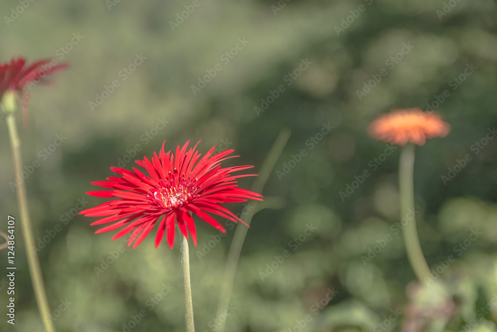 beautiful bright red flower in natural field. beautiful bright red flower in natural field.