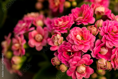 Kalanchoe