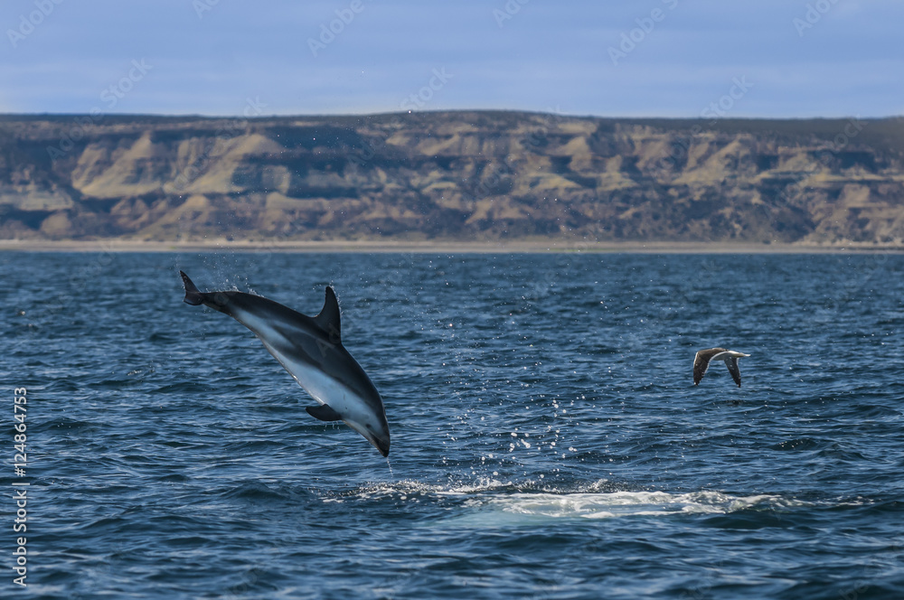 Fototapeta premium Dusky dolphin