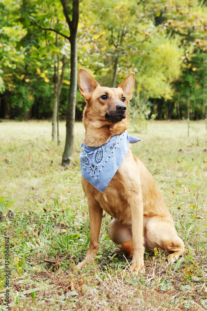 Cur dog in scarf. Cur dog in scarf.