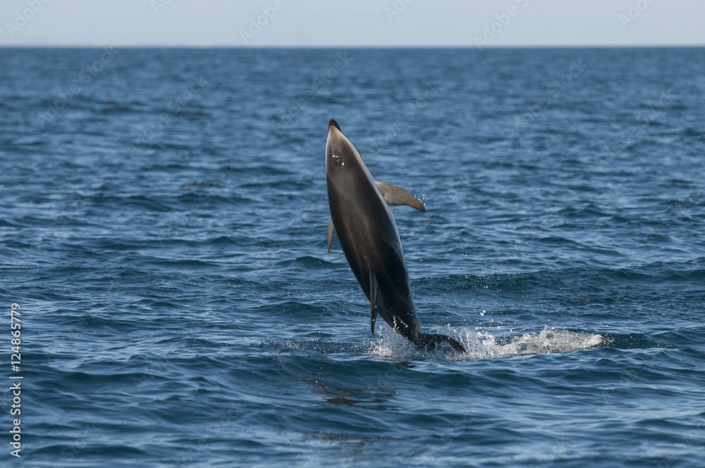 Fototapeta premium Dusky dolphin