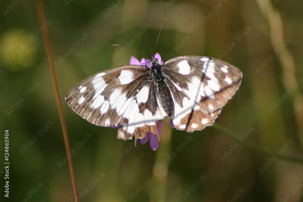 Fototapeta premium farfalla
