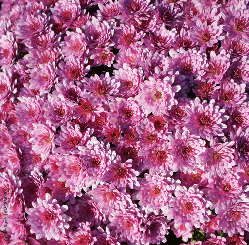 Pink aster callistephus flowers on a sunny day