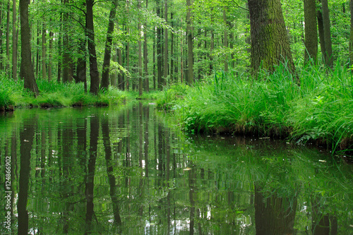 Green Forest of deciduous Trees reflecting in River, Spreewald, Germany