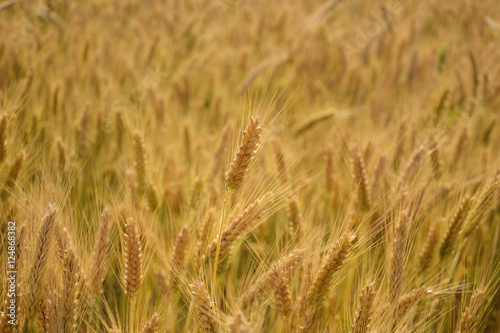 Golden ripe wheat field, harvest season concept