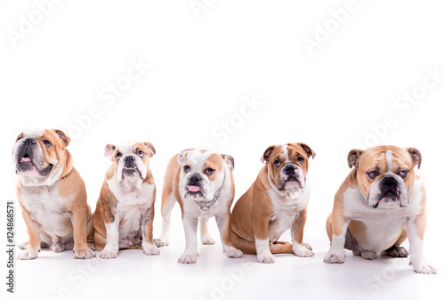 English bulldog family