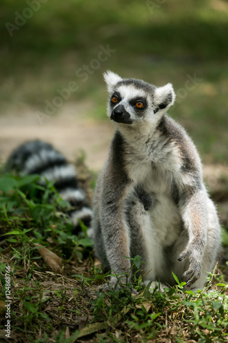 Ring- tailed Lemur