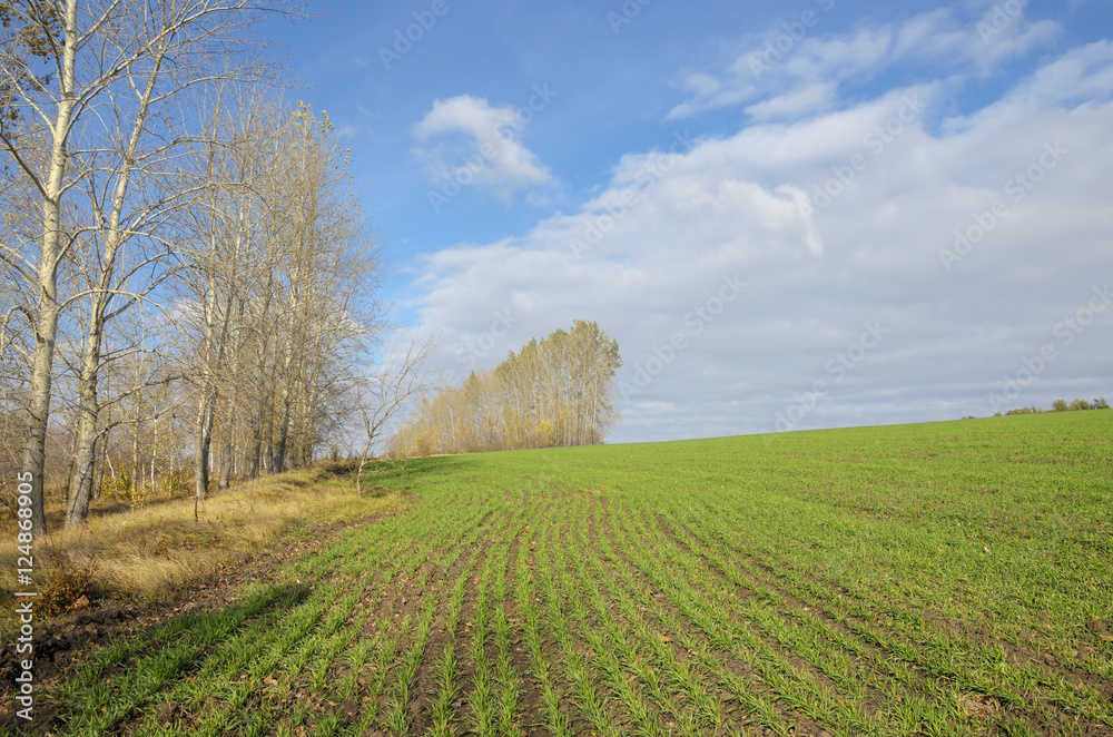 Fototapeta premium Winter crops