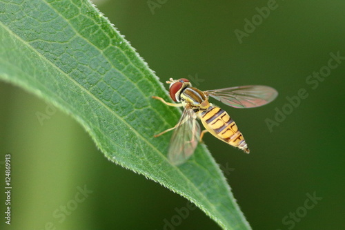 Hover Fly on a leaf.