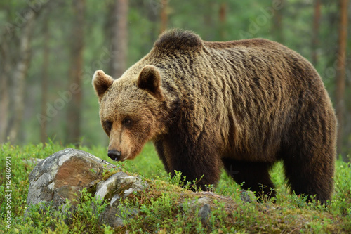 brown bear (ursus arctos)