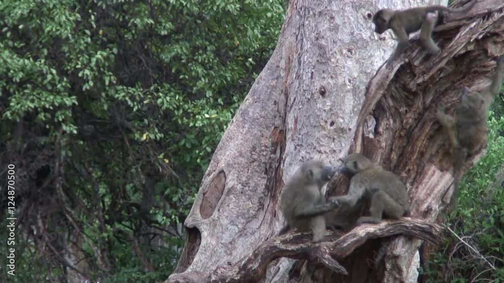 Wild Baboon Monkey in African Botswana savannah 
