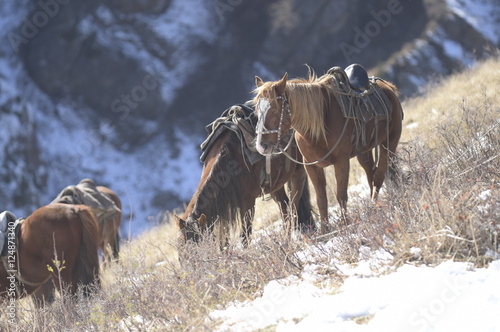 Pferde grasen in den Schnee Bergen grasend photo
