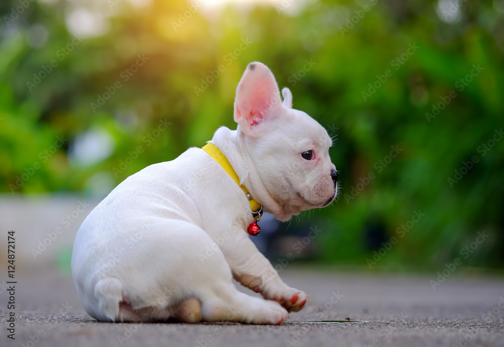 Dog obesity,Young french bulldog white playing on the cement flo