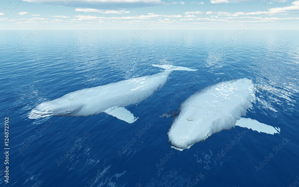 Naklejka premium Beluga Wale