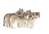 Timber wolves or Grey Wolf (Canis lupus) pack isolated on a white background playing in the snow against a white background in Canada