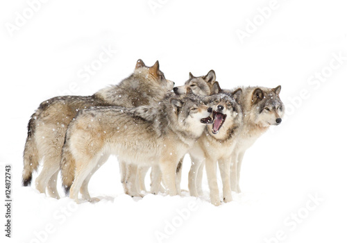 Canvas Print Timber wolves or Grey Wolf (Canis lupus) pack isolated on a white background pla