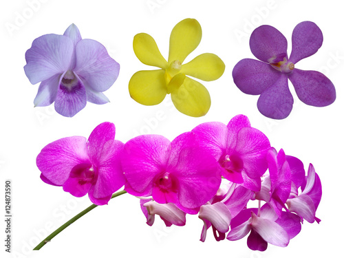 orchid collection set