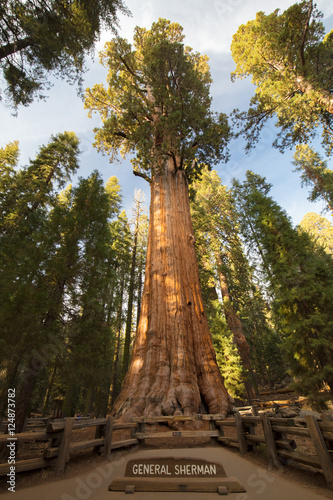Giant Forest Sequoia National Park © FiledIMAGE