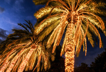 illuminated palms