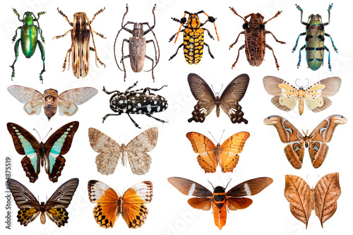 set of insect, beetles, butterfly isolated on white background
