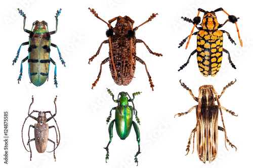 Set of beetles isolated on a white background